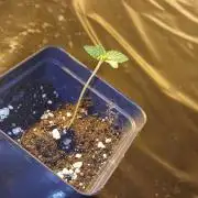 Emerald Triangle - Critical Sour Diesel