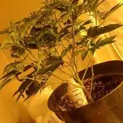 TopDawg - Clone Only UK Stardawg