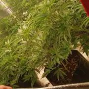 Jungleboys - Zkittlez Cake (Clone Only)