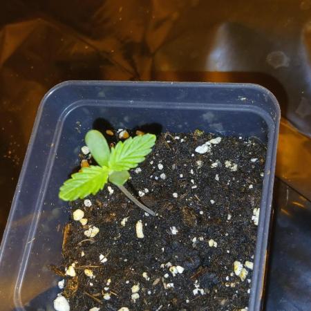 00 Seeds - Mimosa & Gelato Mints