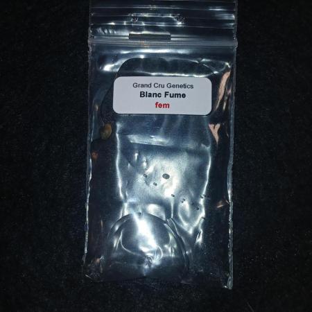 Grand Cru Genetics - Blanc Fume