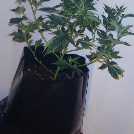 Jungleboys - Zkittlez Cake (Clone Only)