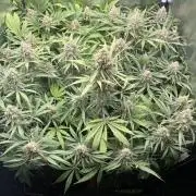 first grow