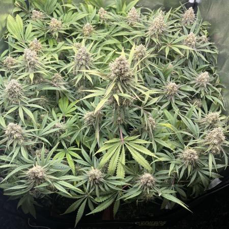 first grow