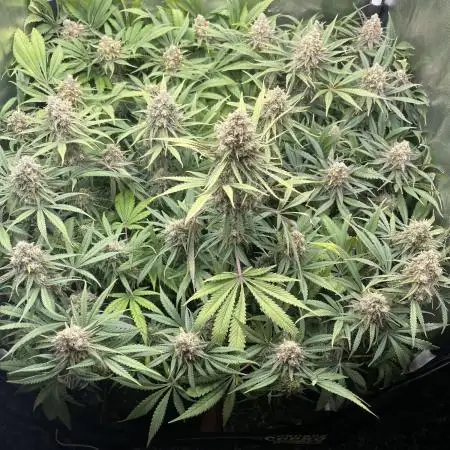 first grow