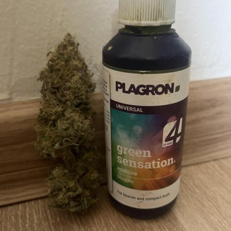 first grow