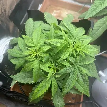 first grow