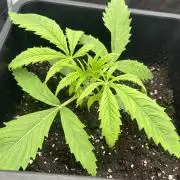 first grow