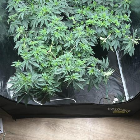 grow Č.2
