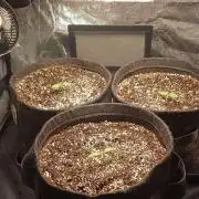 Growerské Kaliho okénko