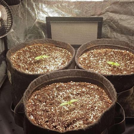 Growerské Kaliho okénko