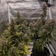 First Timer: Sweet Seeds SMS XL Auto