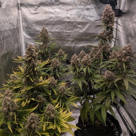 First Timer: Sweet Seeds SMS XL Auto
