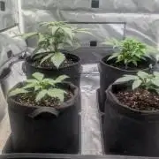 First Timer: Sweet Seeds SMS XL Auto