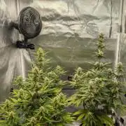 First Timer: Sweet Seeds SMS XL Auto