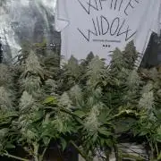 white widow aeroponic