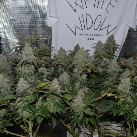 white widow aeroponic