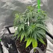 Kryptonite Summer Organic Grow