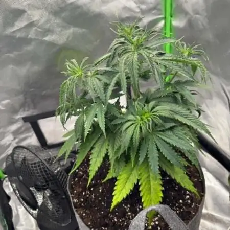 Kryptonite Summer Organic Grow