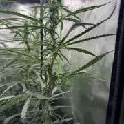 Kryptonite Summer Organic Grow