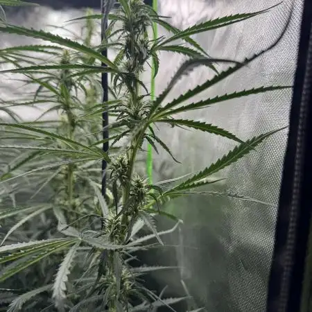 Kryptonite Summer Organic Grow