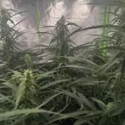 Kryptonite Summer Organic Grow