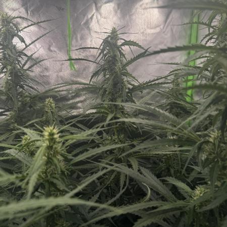Kryptonite Summer Organic Grow