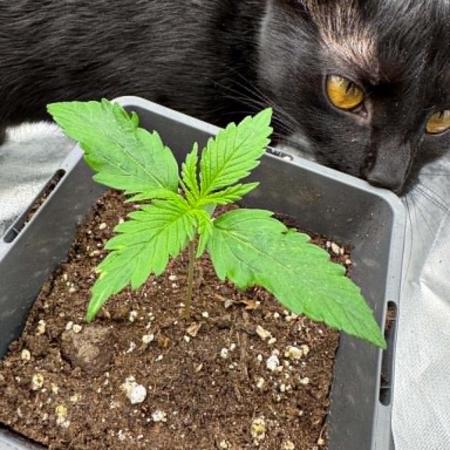 Kryptonite Summer Organic Grow
