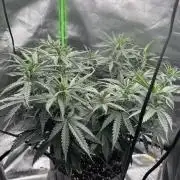 Kryptonite Summer Organic Grow