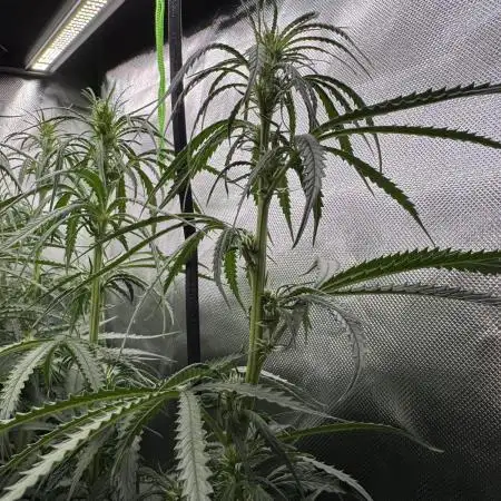 Kryptonite Summer Organic Grow