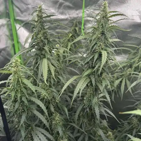 Kryptonite Summer Organic Grow