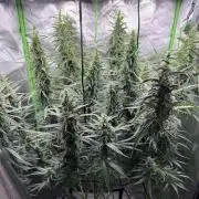 Kryptonite Summer Organic Grow