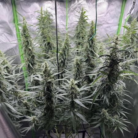 Kryptonite Summer Organic Grow