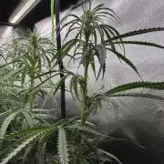Kryptonite Summer Organic Grow