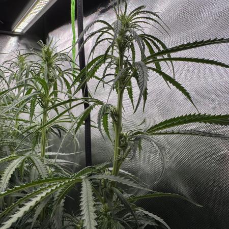 Kryptonite Summer Organic Grow