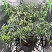 Kryptonite Summer Organic Grow