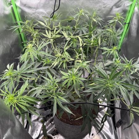 Kryptonite Summer Organic Grow