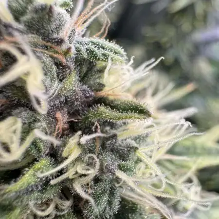 First Indoor