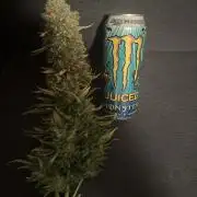 First Indoor