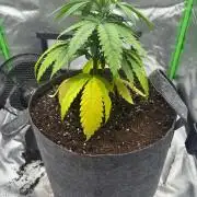 Kryptonite Summer Organic Grow