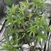Kryptonite Summer Organic Grow
