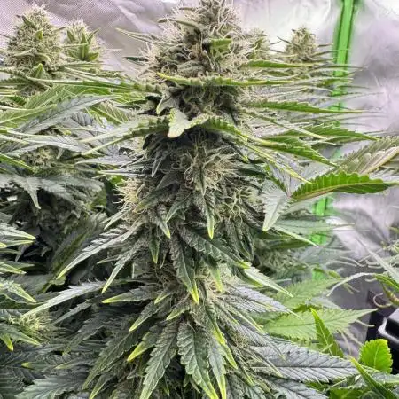 First Indoor