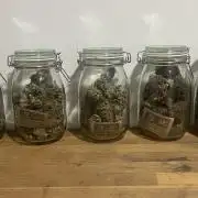 Amnesia #2