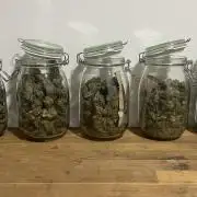 Gelato 33