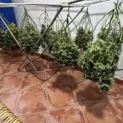 Gelatto