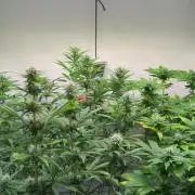 Skunk XL + Special Kush