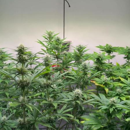 Skunk XL + Special Kush