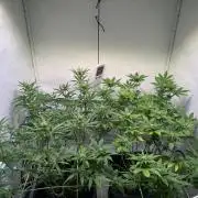 Skunk XL + Special Kush