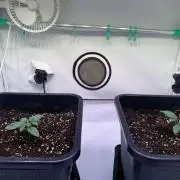 Jawbreaker die zweite