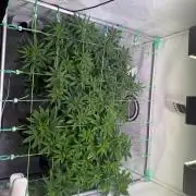 Skunk XL + Special Kush